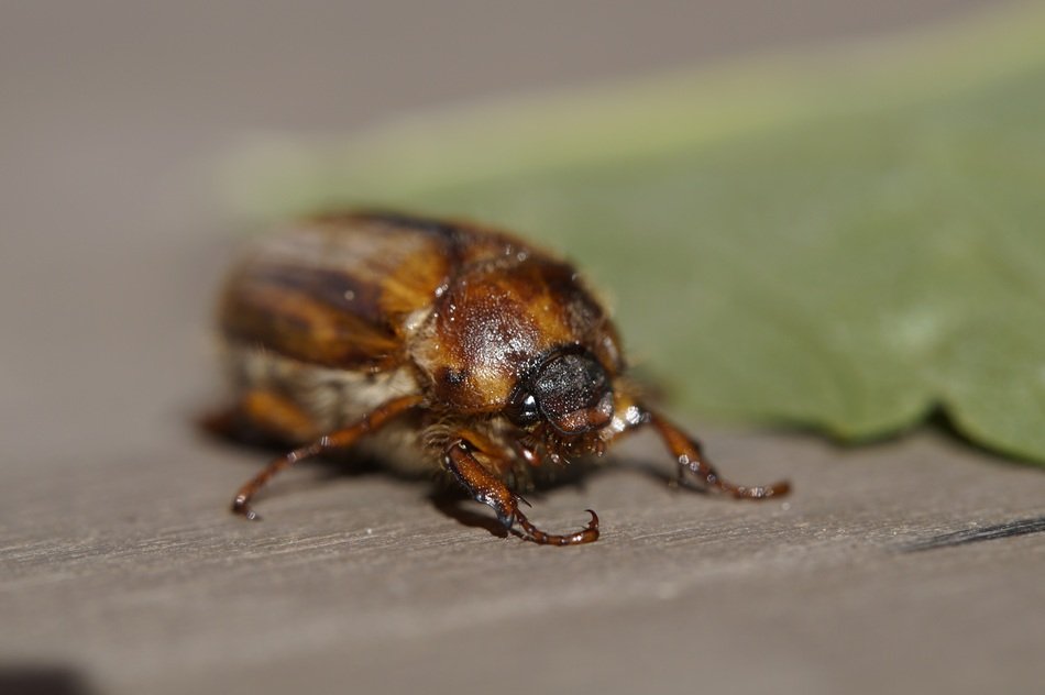 chafer close up on blurred background