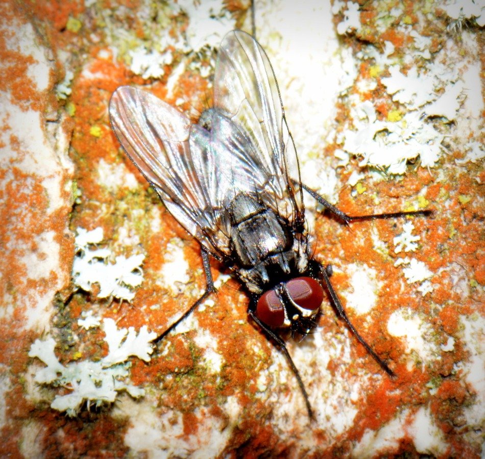 Macro photo of the fly on the wall