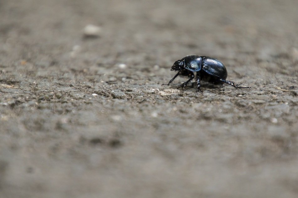 Beetle in the forest