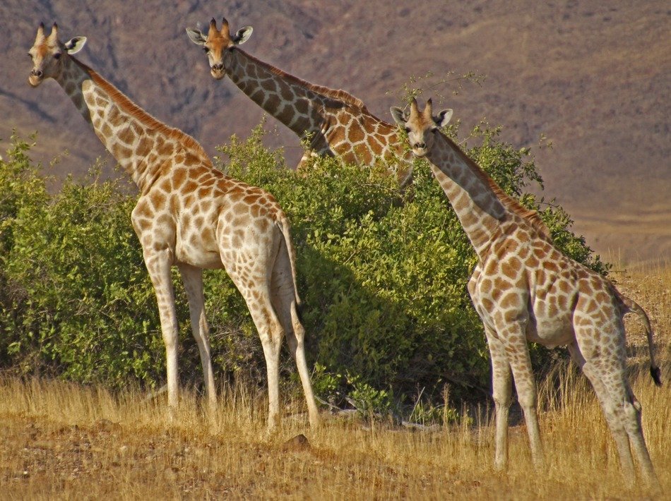 giraffes in Namibia