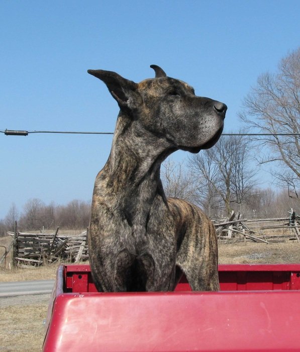 huge domestic dog