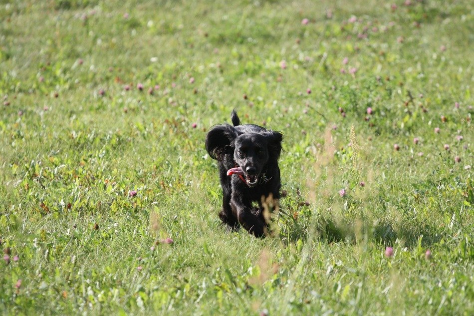 black puppy with a toy in the meadow