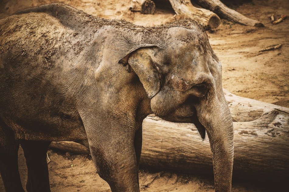 Cute Pachyderm Elephant in the Zoo in light