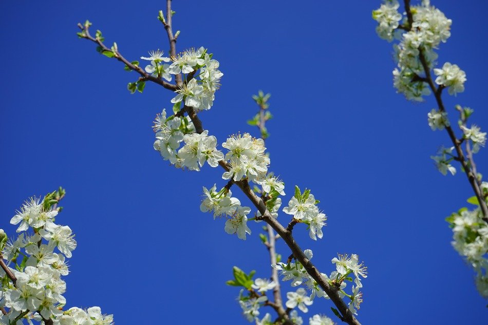 magnificent Cherry Blossoms