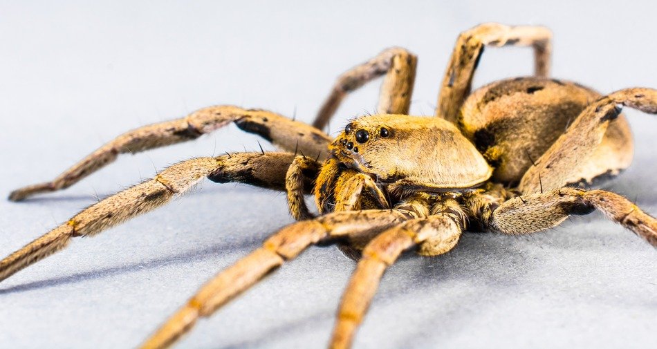 pale yellow spider on a white background