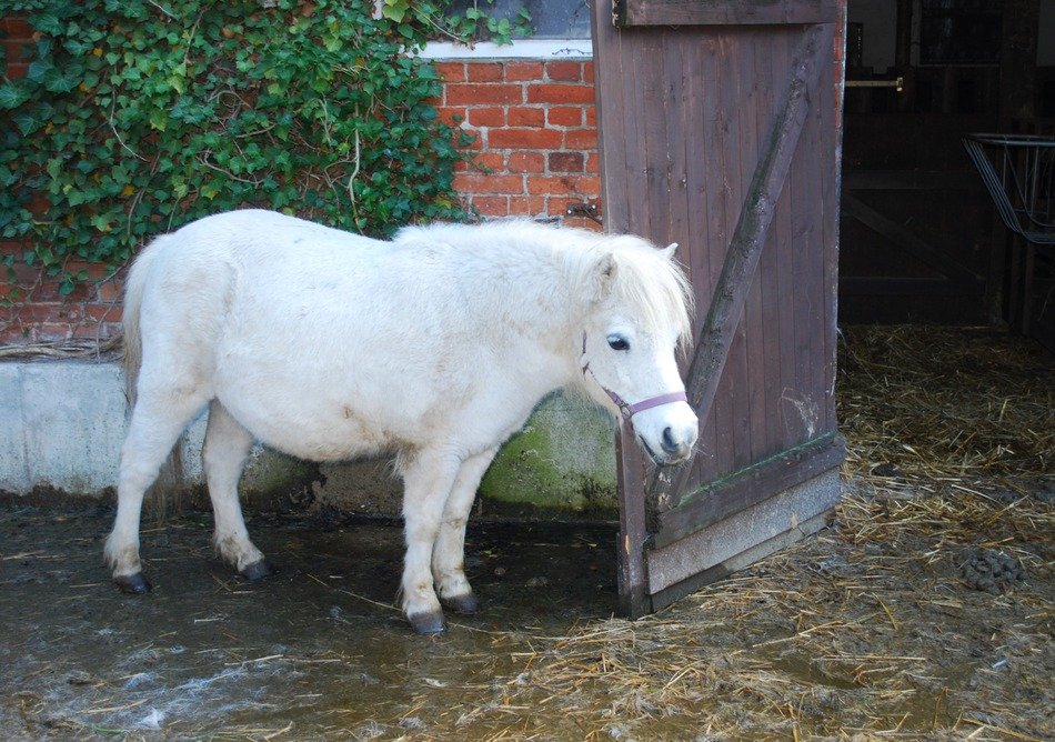 white pony near the barn