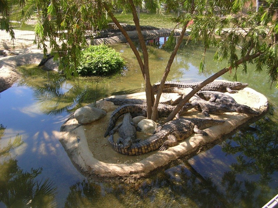 crocodiles on an island in the park