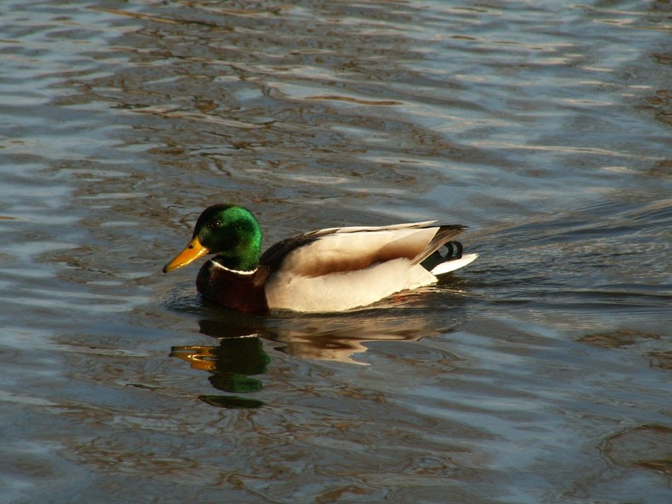 wild duck on the river