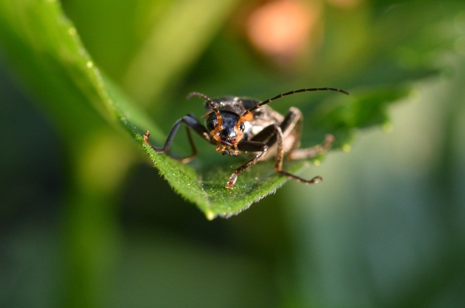 Close-up of the beetle on the leaf