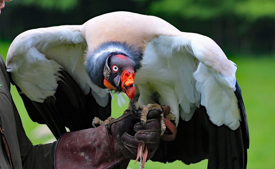 King Vulture on hand in leather glove