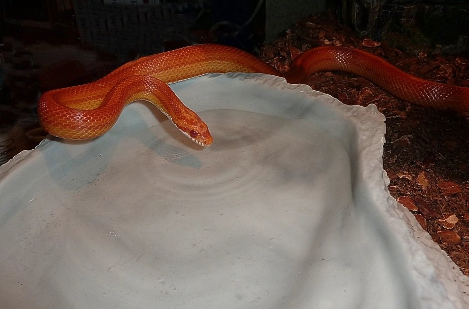terraristic snake