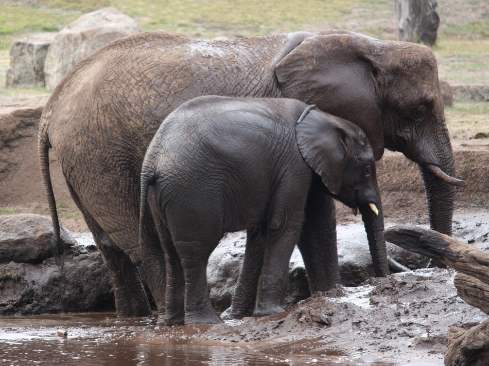 wonderful Elephant