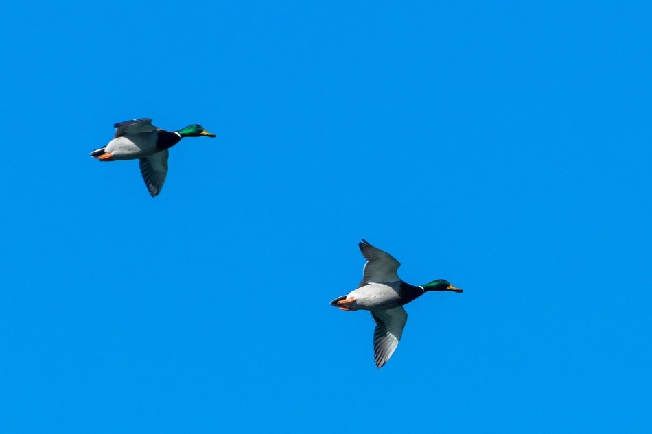 Mallard Ducks Flight in the blue sky