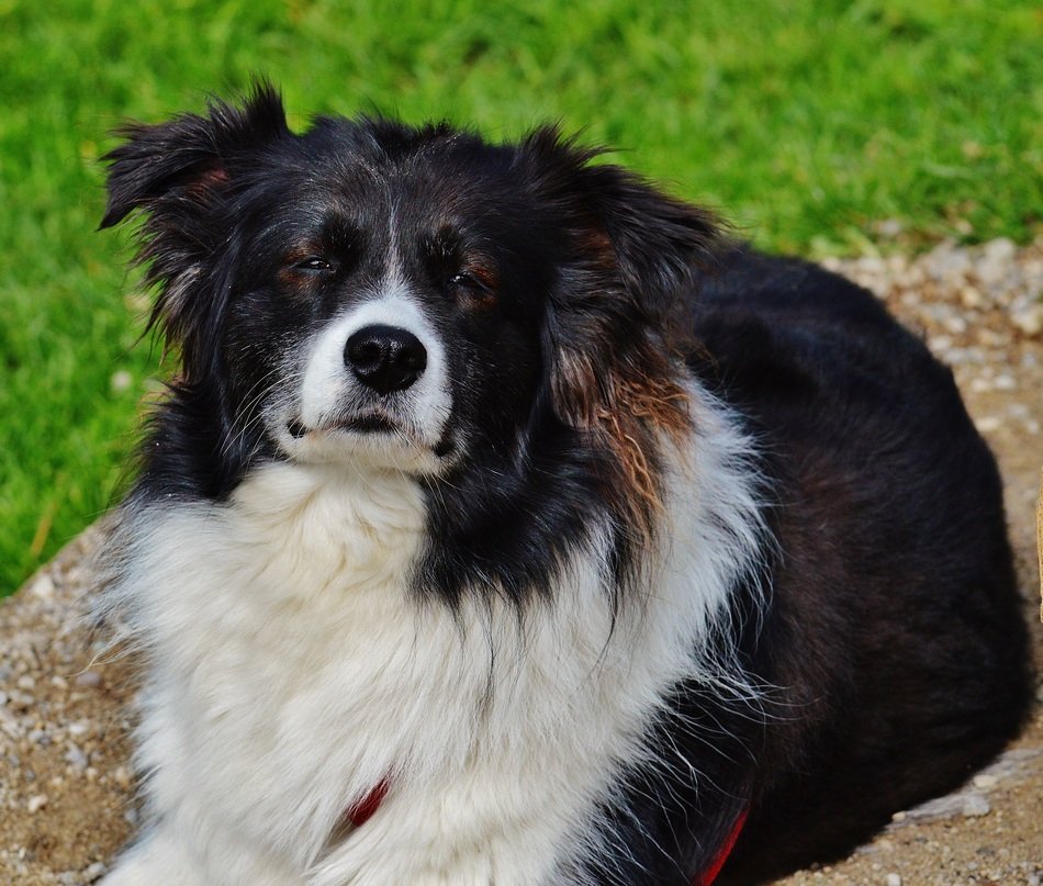 satisfied black and white dog