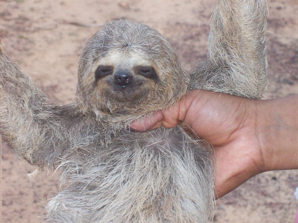 baby sloth in brazil