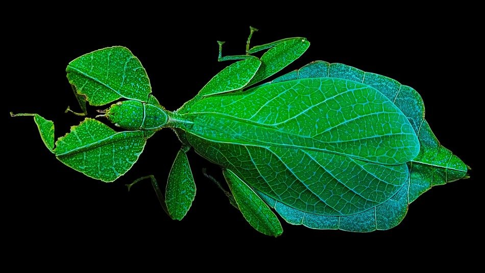walking leaf on the black background
