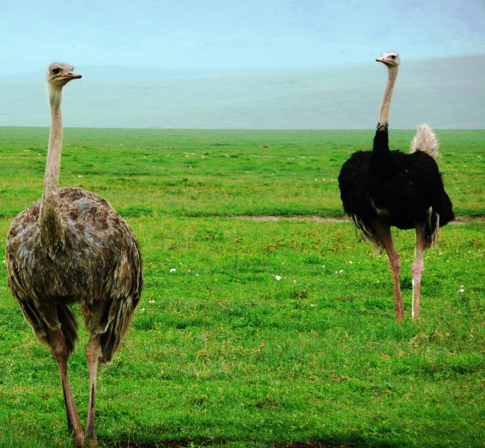 two large ostrich in the wild in africa