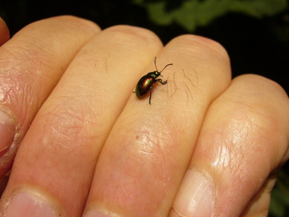 small chrysomela varians on hand close-up on blurred background