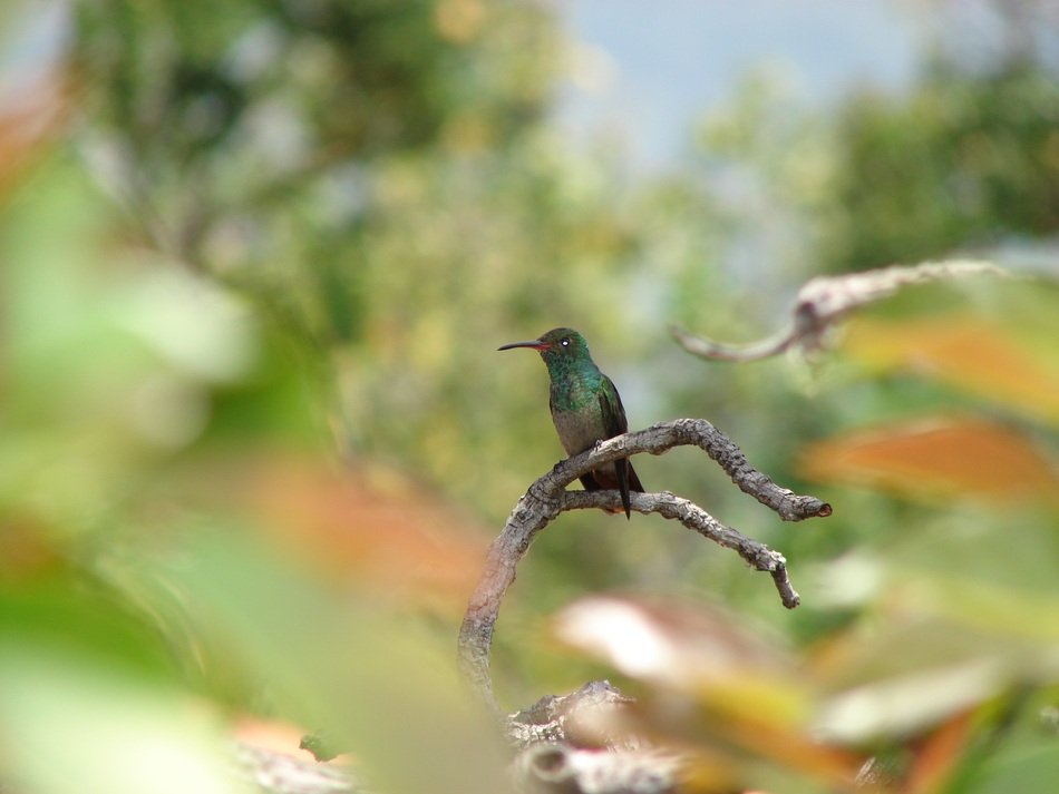 hummingbirds in natural environment on blurred background