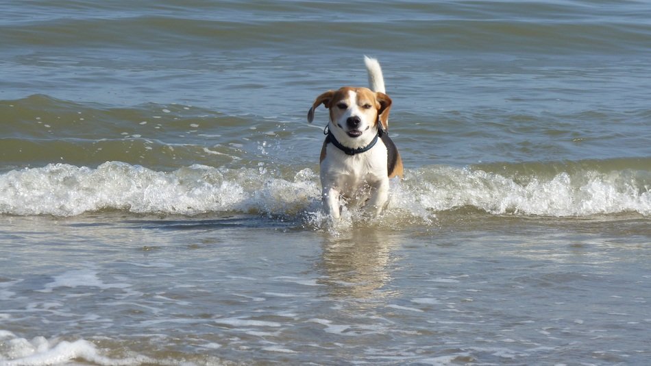 beagle in the waves of the surf