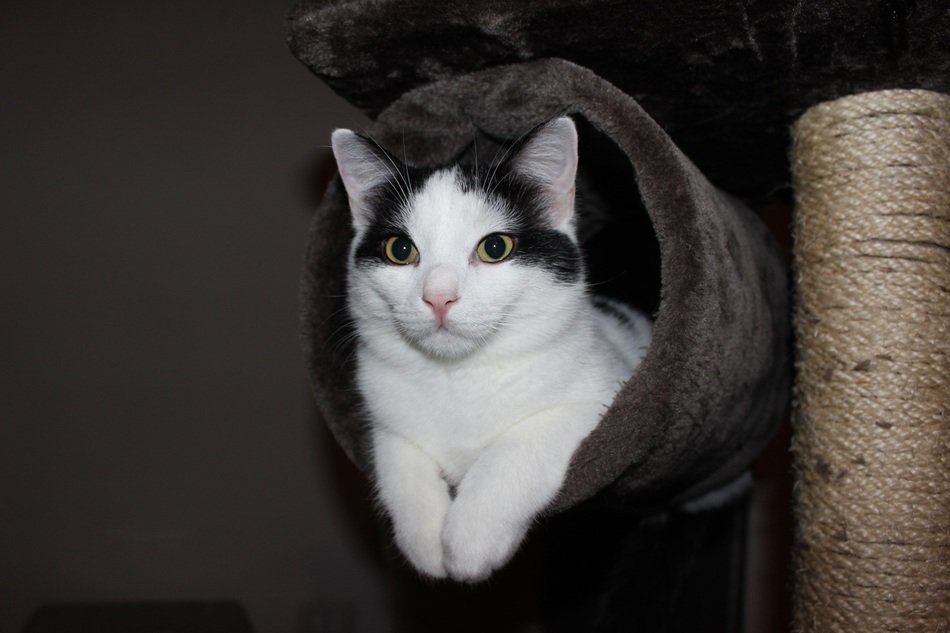 Cat in a kratzbaum