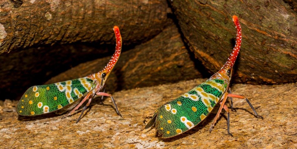 two planthoppers