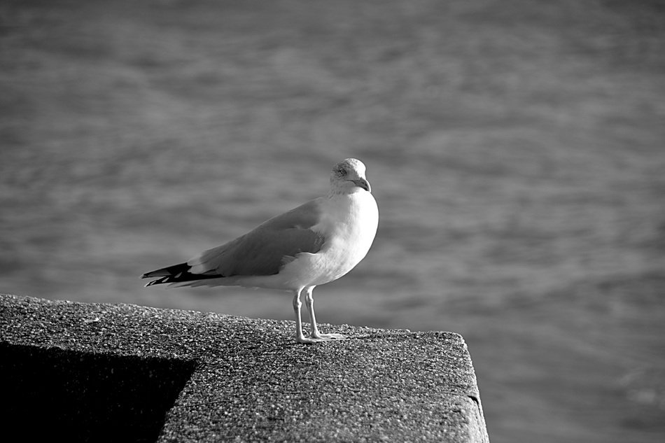 seagull in nature close up