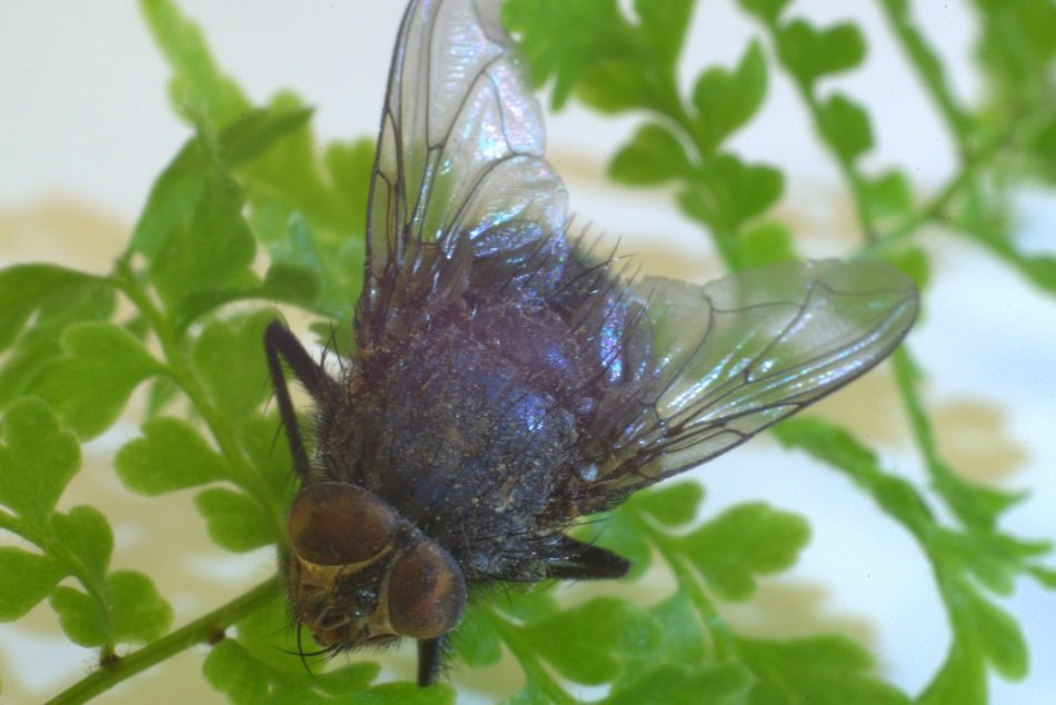 fly with round eyes on the plant