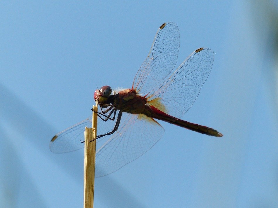 red dragonfly on the stick