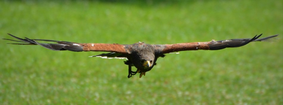 brown eagle in flight close up