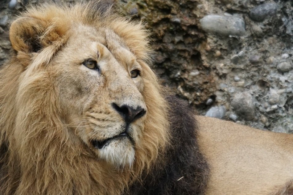 majestic indian lion close-up on blurred background