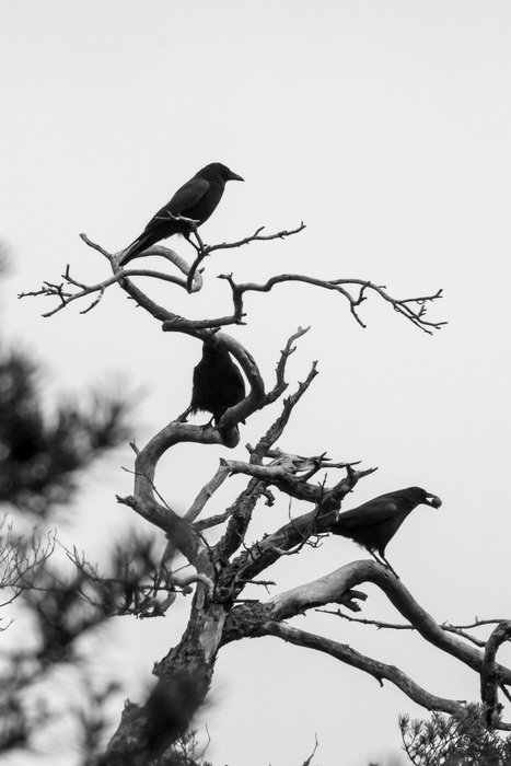 crows sit on a dry tree