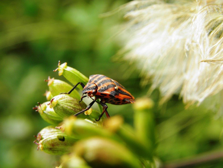 Bedbug Insect