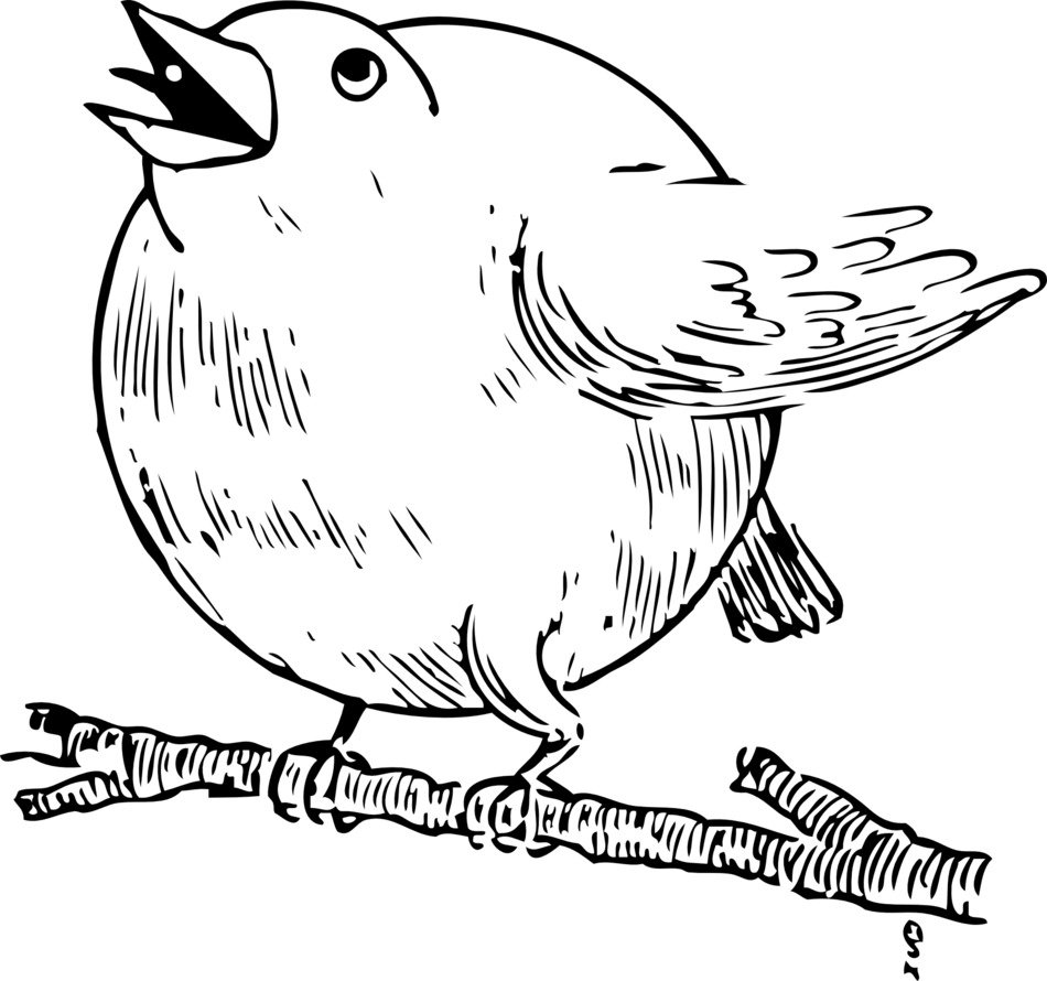 Robin Bird Sing drawing