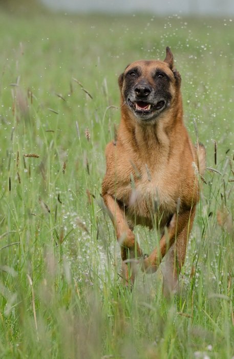 the dog runs across the field