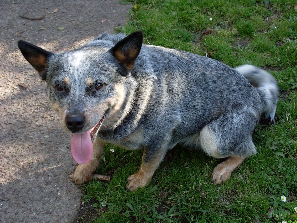 blue heeler on the lawn