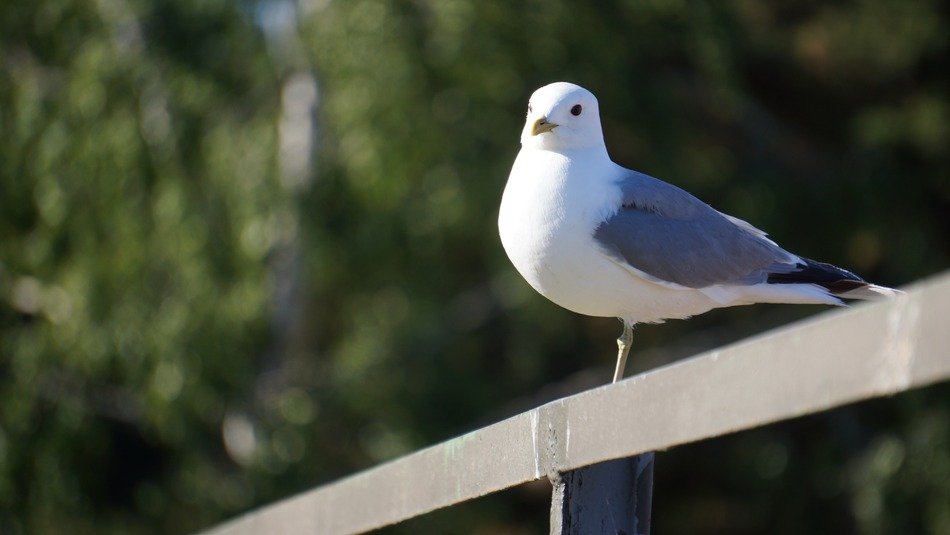 Bird Mew Larus