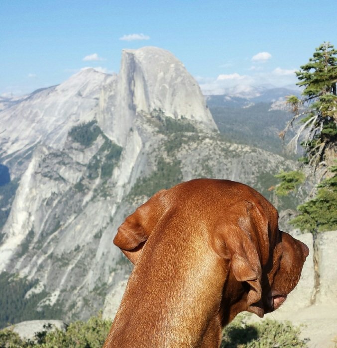 Picture of the Dog in Yosemite valley