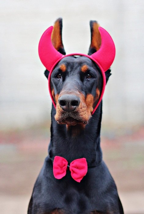 doberman in satan's costume