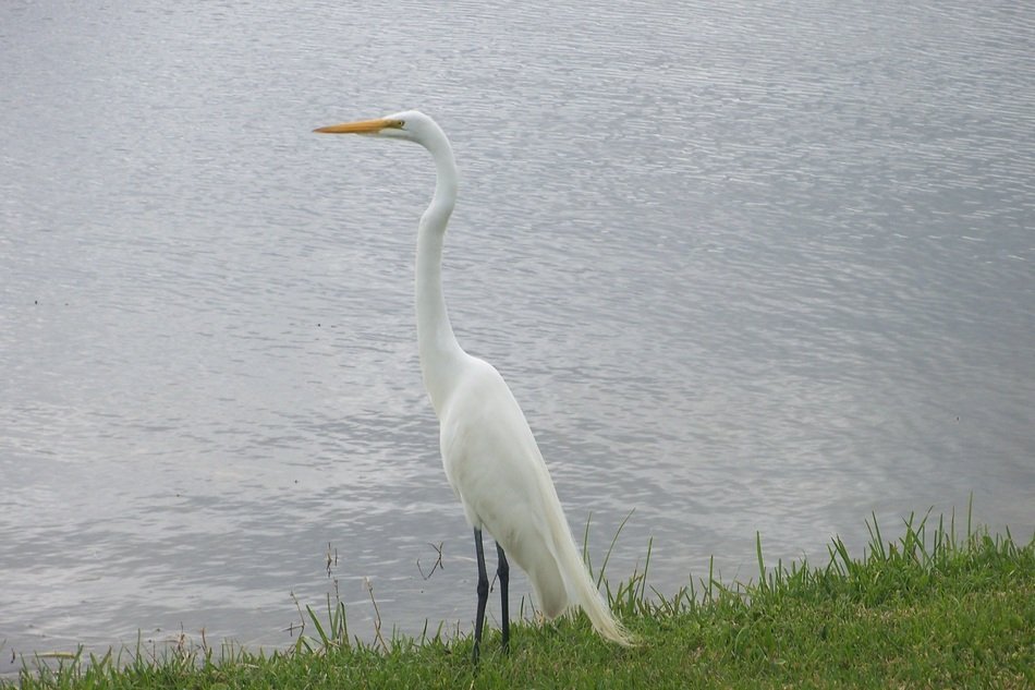 white wild bird near the water