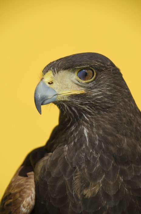 eagle on yellow background