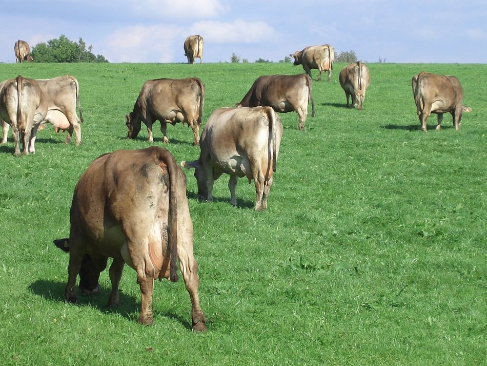 cows on a green pasture