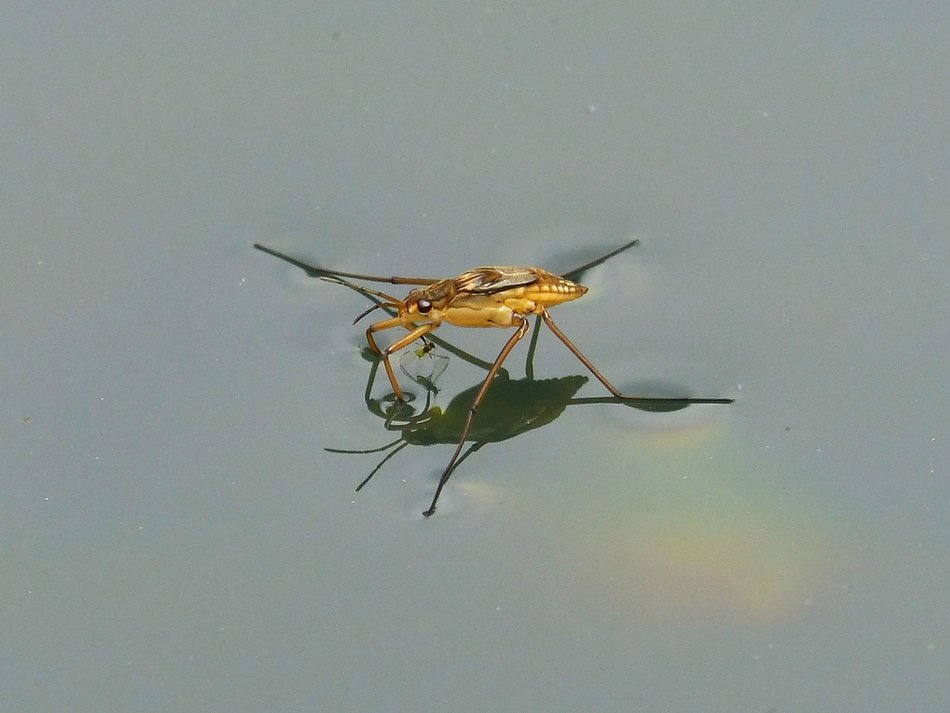 Gerridae on the water