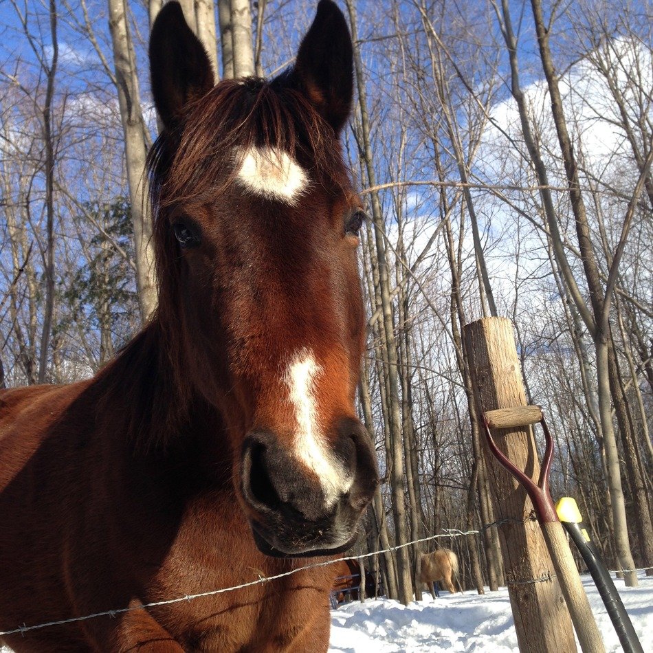 horse in the paddock in winter
