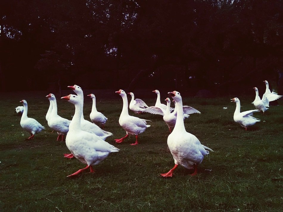 DucksFlock