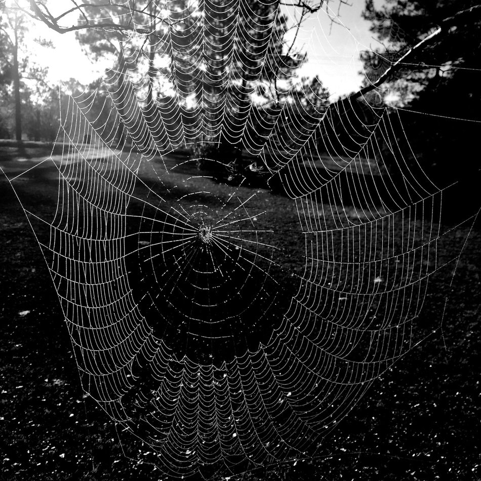 beautiful Spider Web