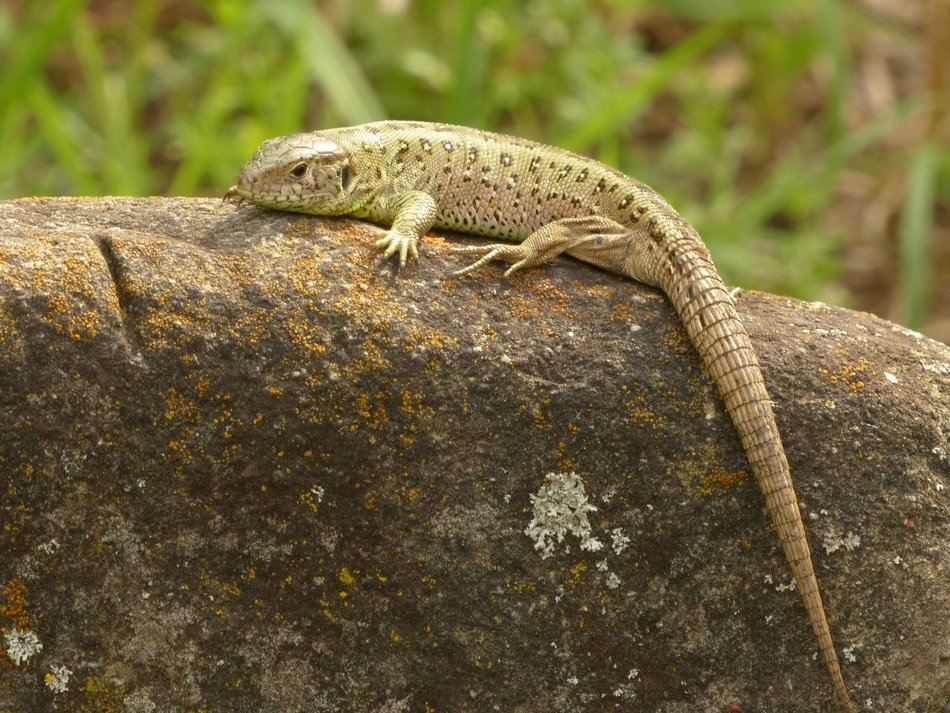 sand lizard on the stone