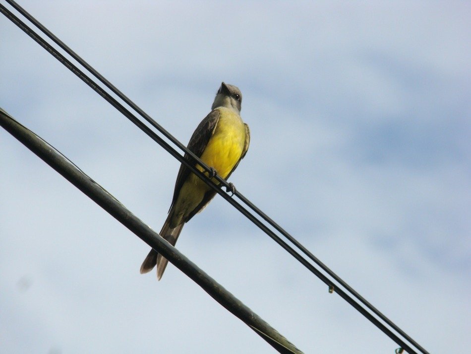 Bird on the wire