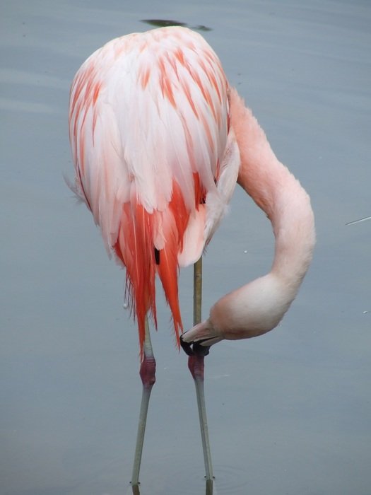 flamingo is a bird with colorful plumage