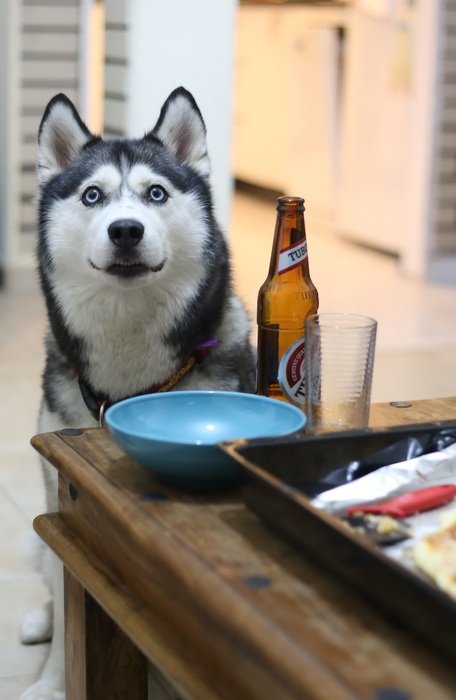 Husky at table in Home